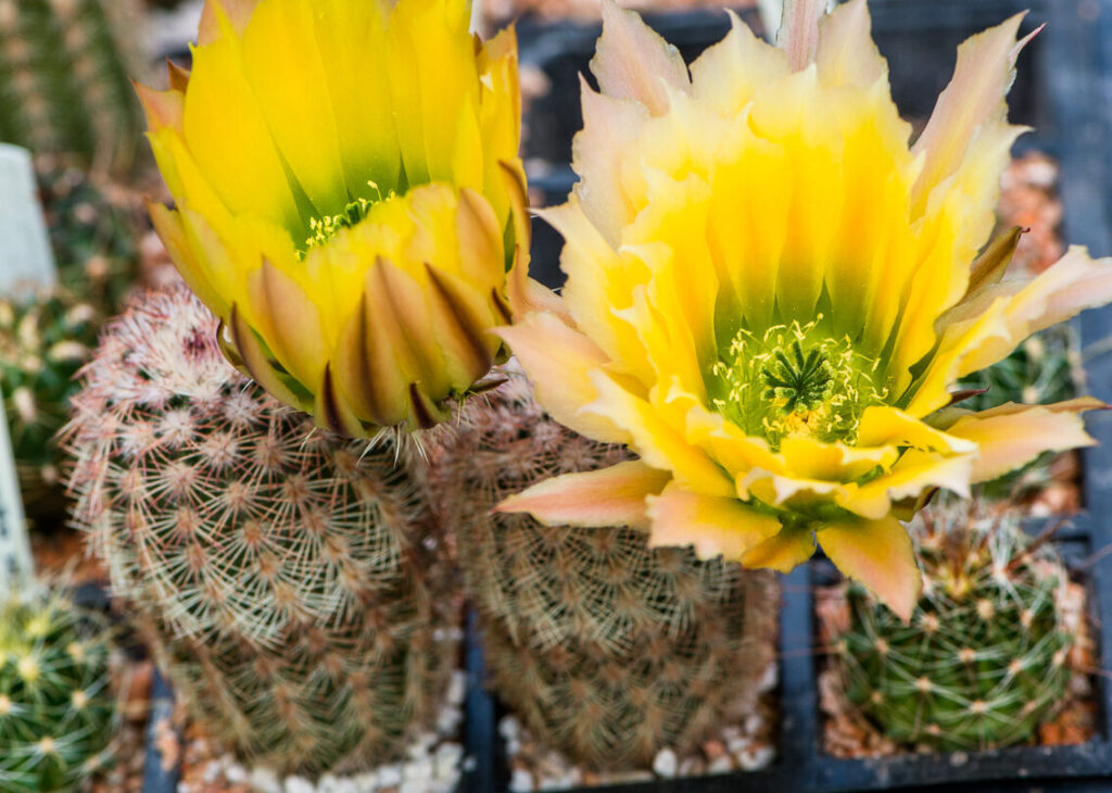 Echinocereus dayacanthus beautiful yellow flowers