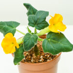 Uncarina roeoesliana seedling in flower 