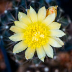 Copiapoa humilis flower